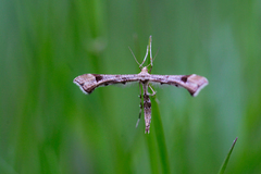 Platyptilia