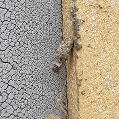 Dahlica triquetrella