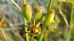 Ferulago galbanifera