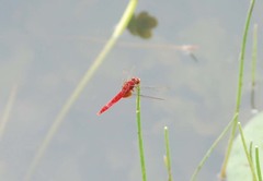 Crocothemis servilia mariannae