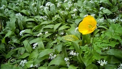 Papaver cambricum
