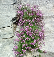 Chamaenerion fleischeri