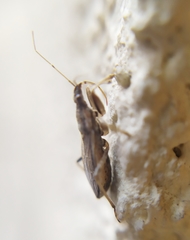 Himacerus major