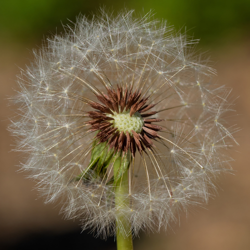 cut-lobed dandelion (Taraxacum latens)