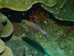 Cheilodipterus intermedius