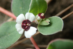 Euphorbia albomarginata