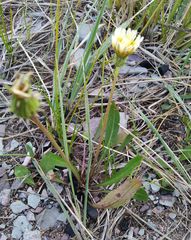 Taraxacum leucanthum