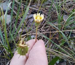 Taraxacum leucanthum