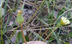 Taraxacum leucanthum