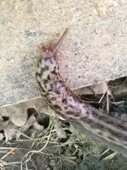 Limax maximus