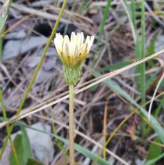 Taraxacum leucanthum