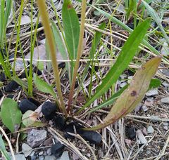 Taraxacum leucanthum