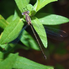 Lestes congener