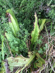 Lysichiton
