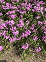 Angiospermae