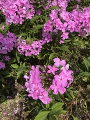 Angiospermae