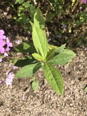 Angiospermae