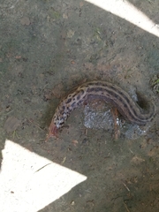Limax maximus