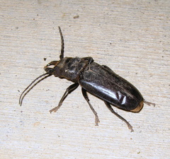 Nothopleurus lobigenis
