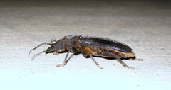 Nothopleurus lobigenis