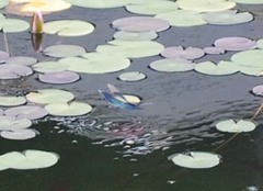 Rhyothemis fuliginosa