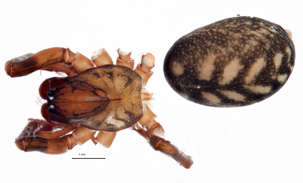 Cybaeus opulentus