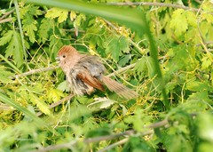 Sinosuthora webbiana fulvicauda