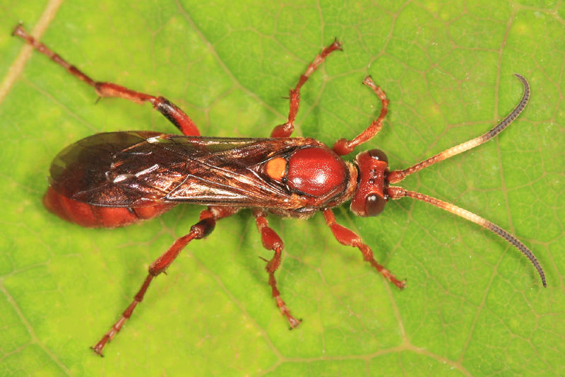 Obtusodonta