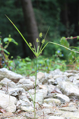 Cyperus amuricus