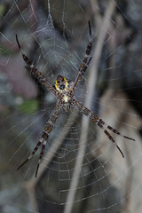 Argiope appensa