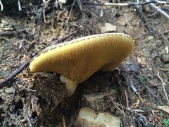 Suillus punctatipes