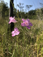 Agalinis linifolia