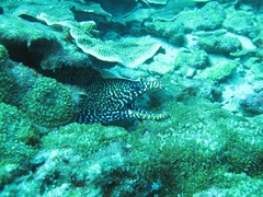 Enchelycore pardalis