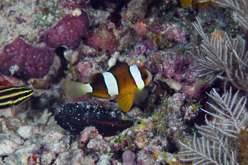 Amphiprion clarkii