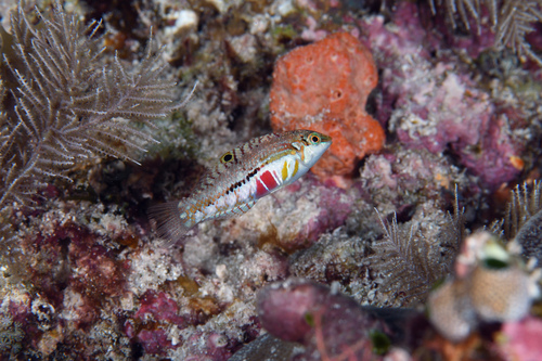 Halichoeres nebulosus