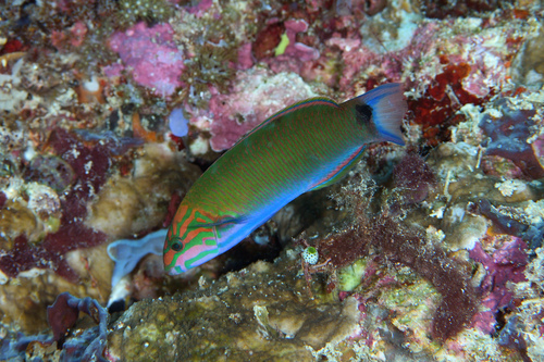 Thalassoma lunare