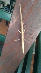 Bacillidae