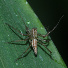 Oxyopes