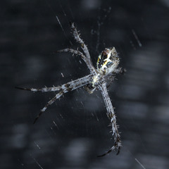 Argiope modesta