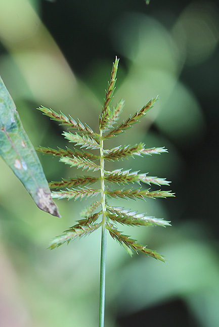 Cyperus amuricus