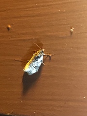 Olethreutes malana