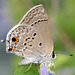 Mariposa Sedosa de la Malva - Photo (c) cotinis, algunos derechos reservados (CC BY-NC-SA)