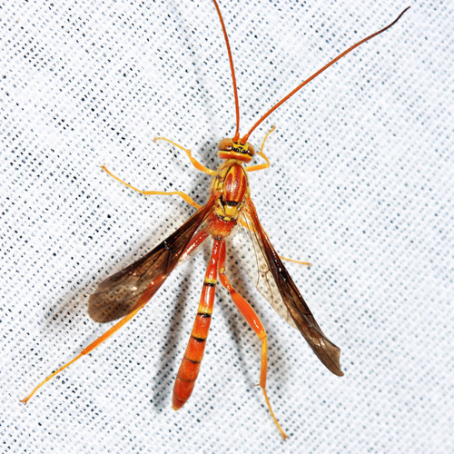 How to identify Labena grallator (Say, 1835)