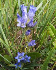 Gentiana decumbens