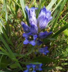 Gentiana decumbens