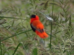 Euplectes franciscanus