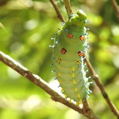 Hyalophora cecropia