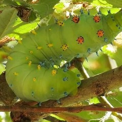 Hyalophora cecropia