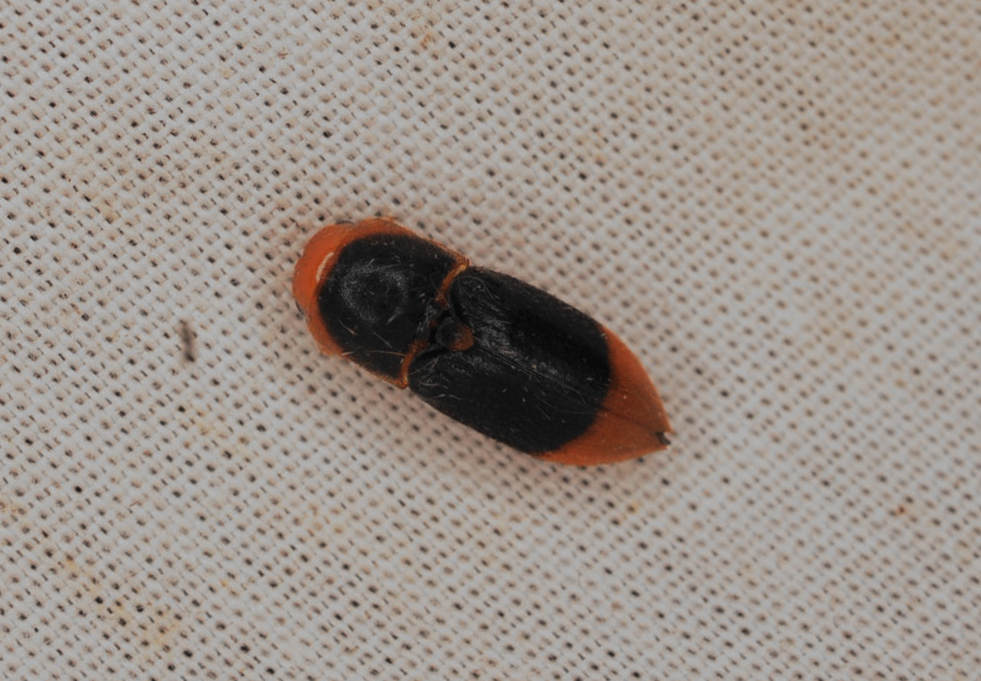 Pterotarsus milturus