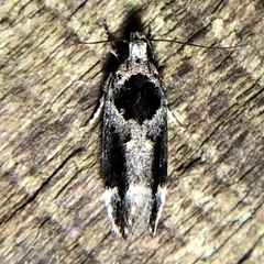 Pseudochelaria walsinghami